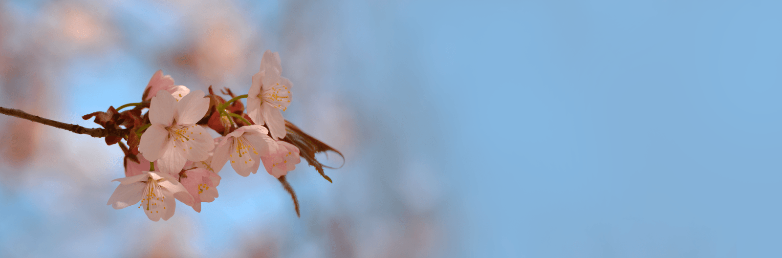 Spring cherry blossom branch