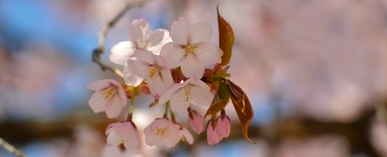 A branch of pink cherry blossoms and buds.